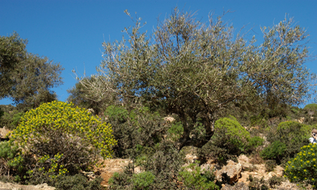 Nature méditerranéenne, Tunisie 05